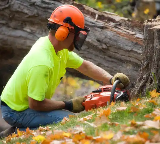 tree services Yale